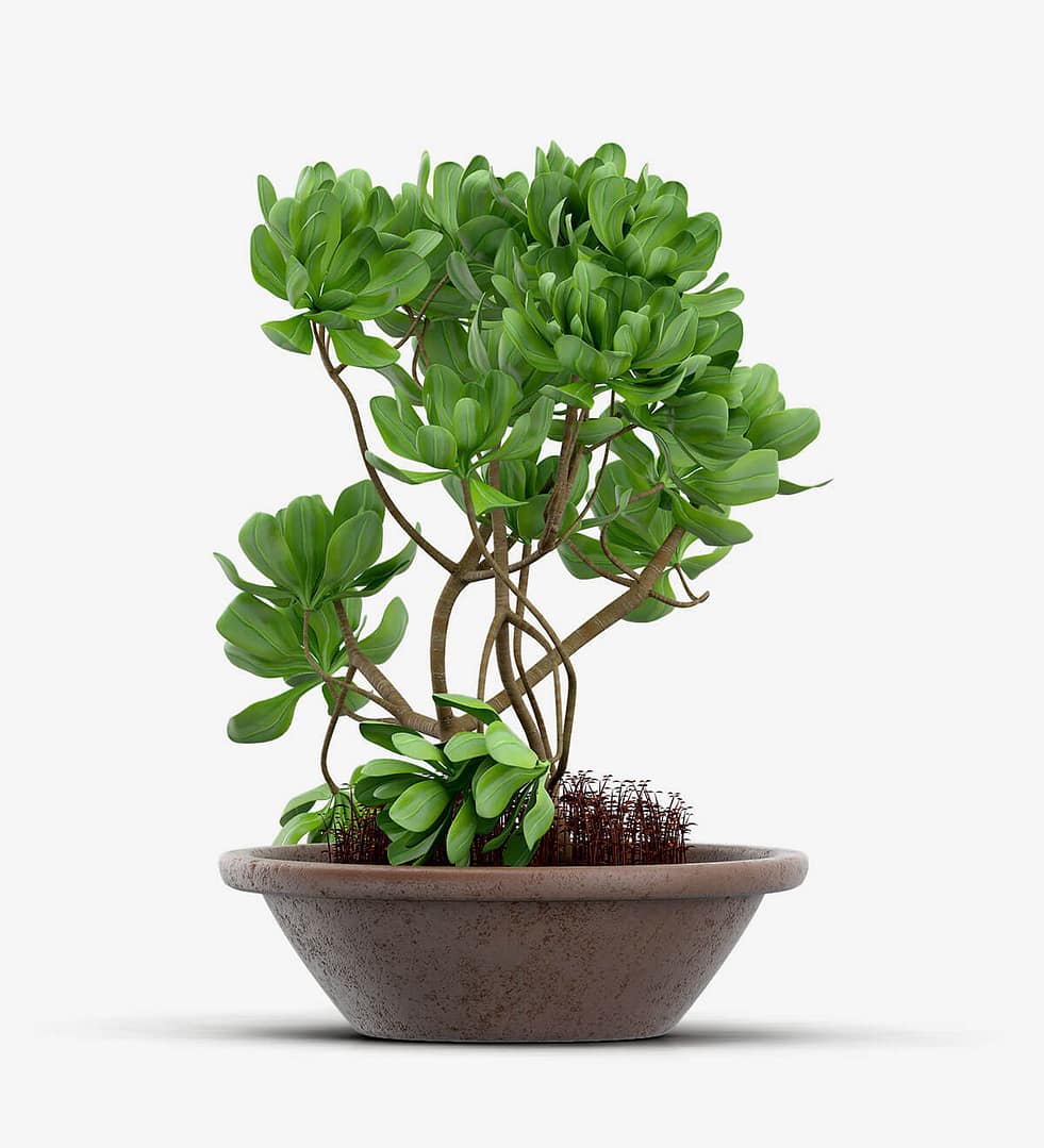 Emporium Bonsai Tree Set Organic